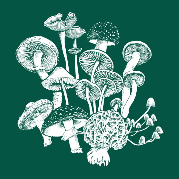 MUSHROOM CROP TEE - Image 4