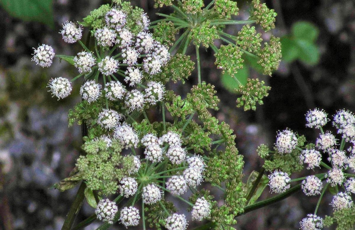 ANGELICA (Angelica archangelica)