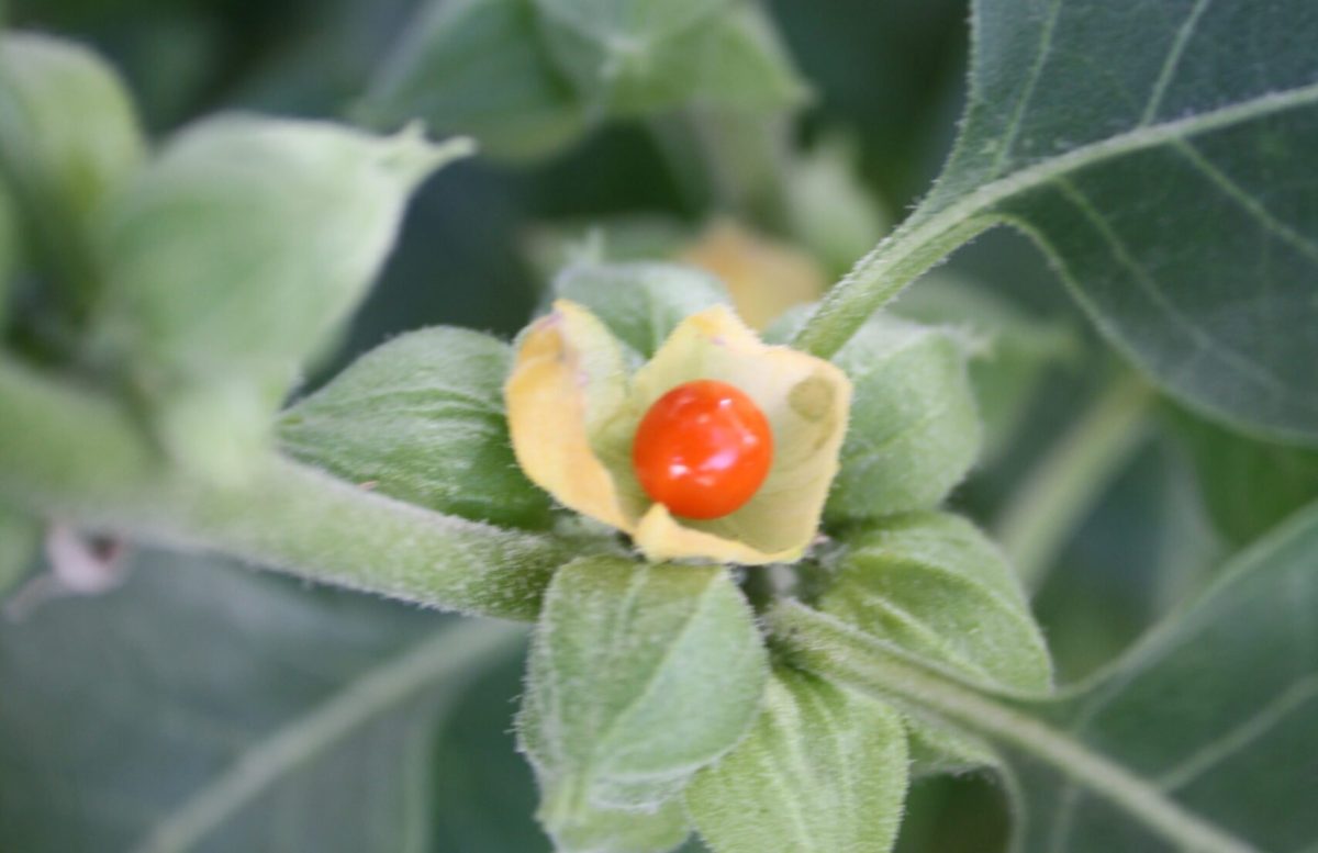ASHWAGANDHA (Withania somnifera)