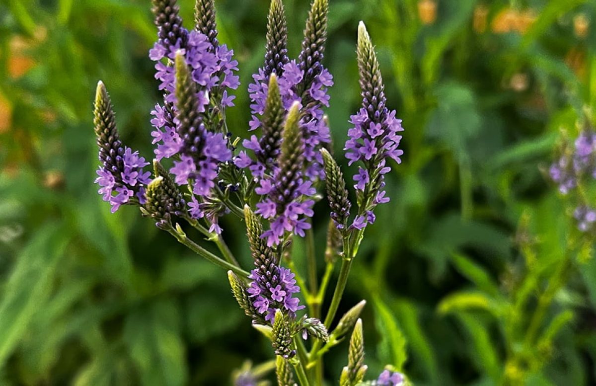 Blue Vervain