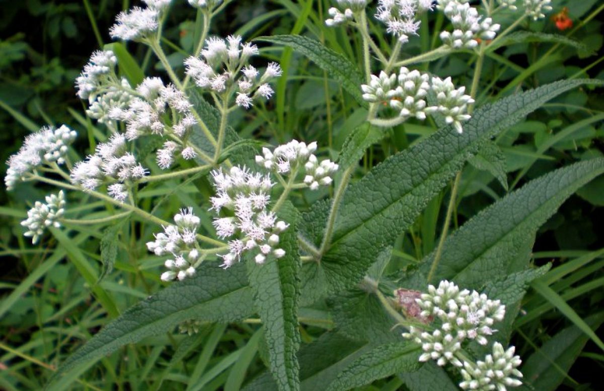 BONESET (Eupatorium perfoliatum)