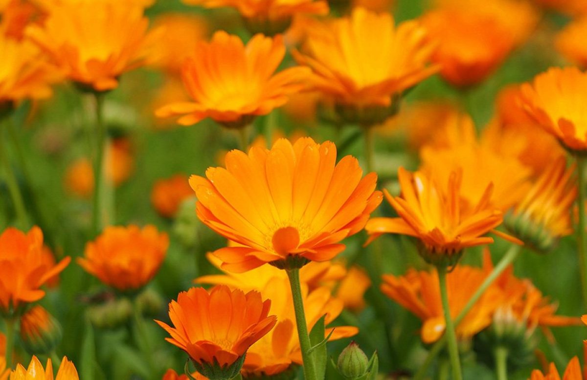 Calendula (Calendula officinalis)