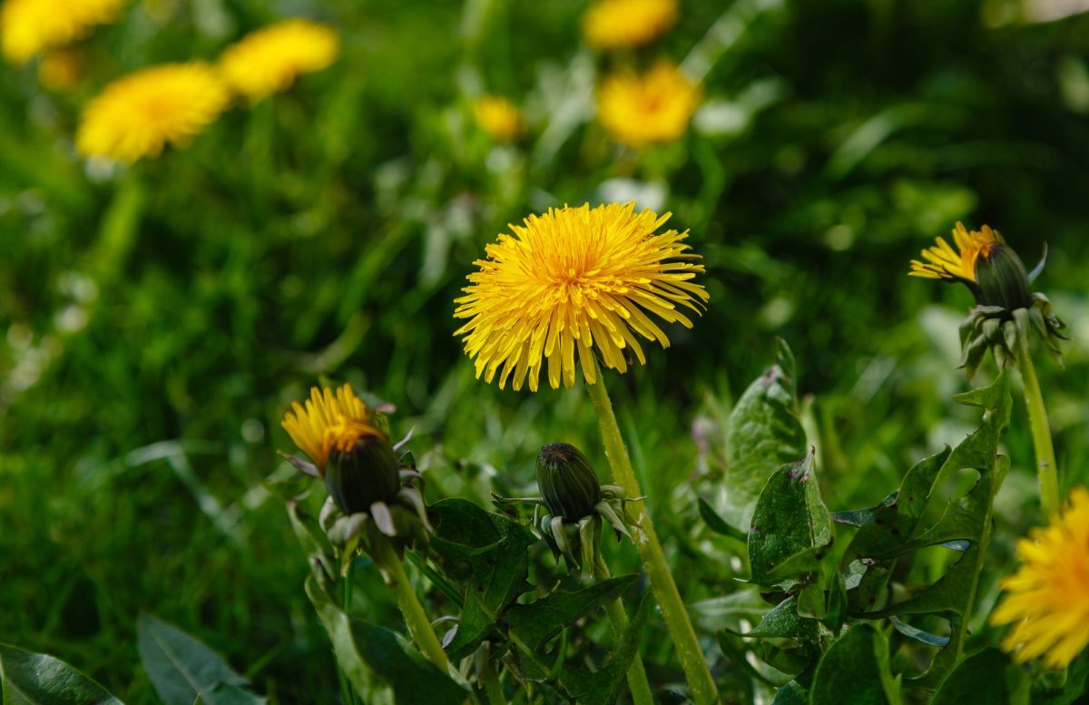 DANDELION (Taraxacum officinale)