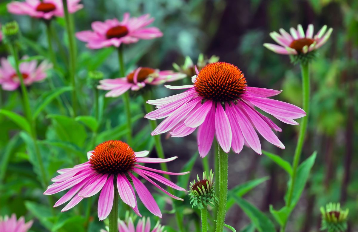ECHINACEA (Echinacea purperea)