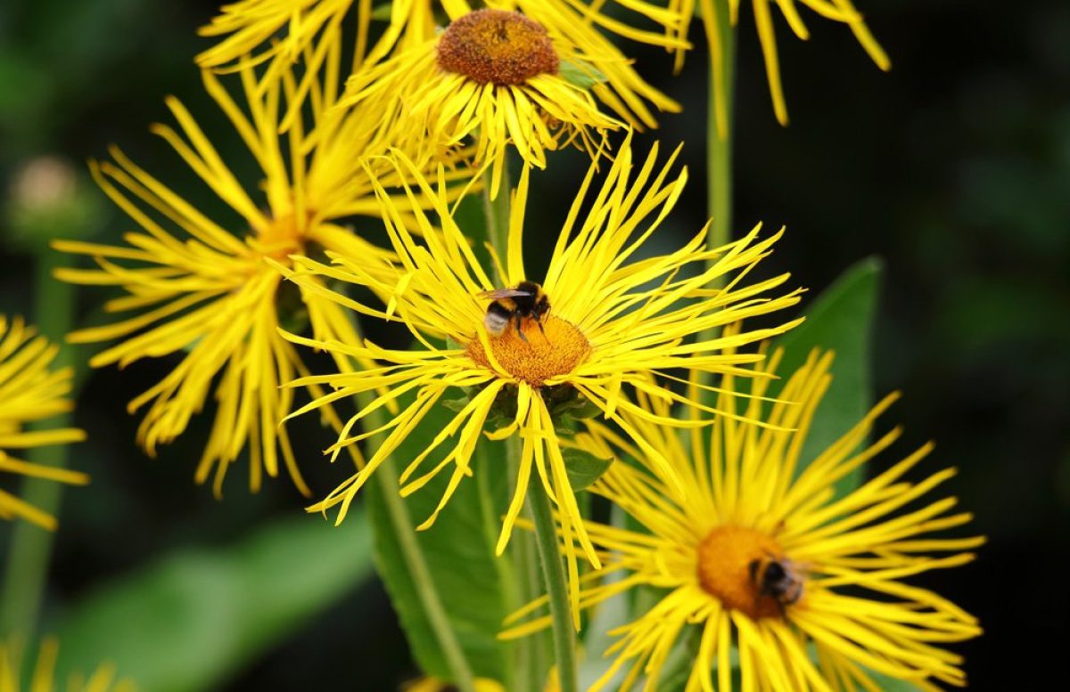ELECAMPANE (Inula helenium)