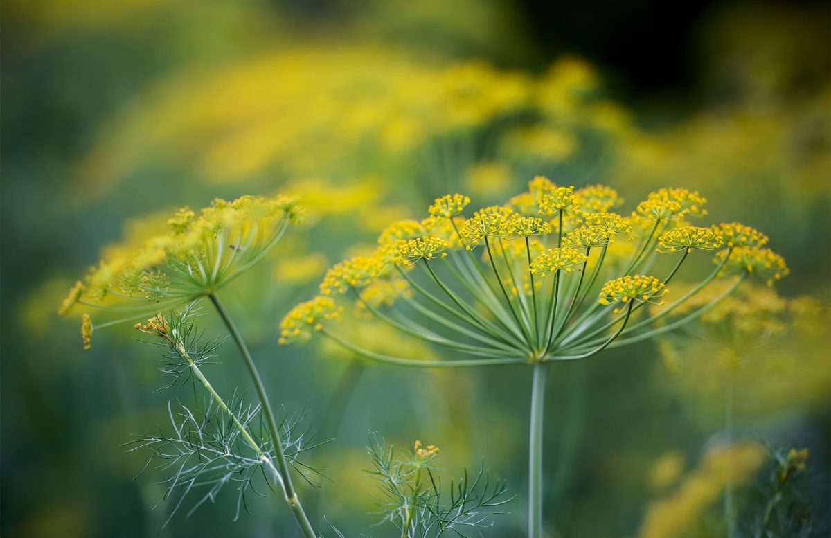 FENNEL (Foeniculum vulgare)