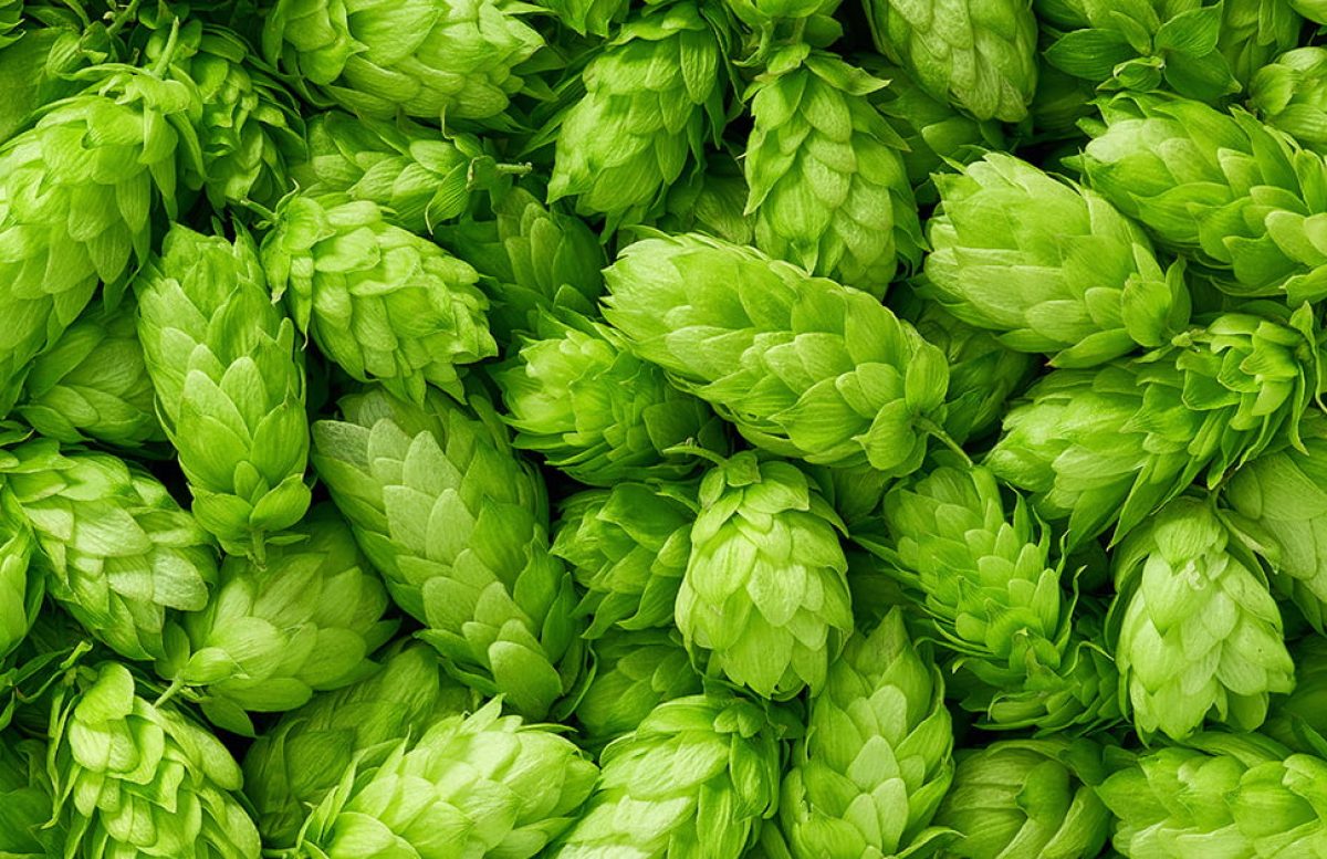 HOPS (Humulus lupulus)
