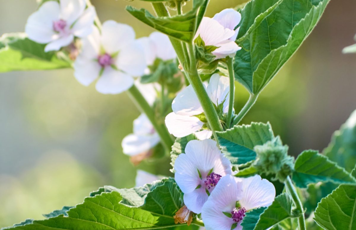 MARSHMALLOW (Althea officinalis)