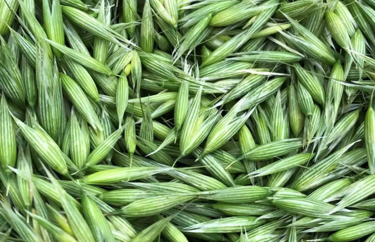 MILKY OATS (Avena sativa)