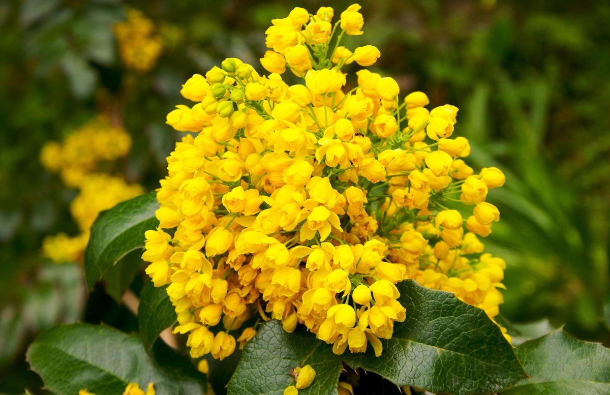 OREGON GRAPE (Mahonia aquifolium)