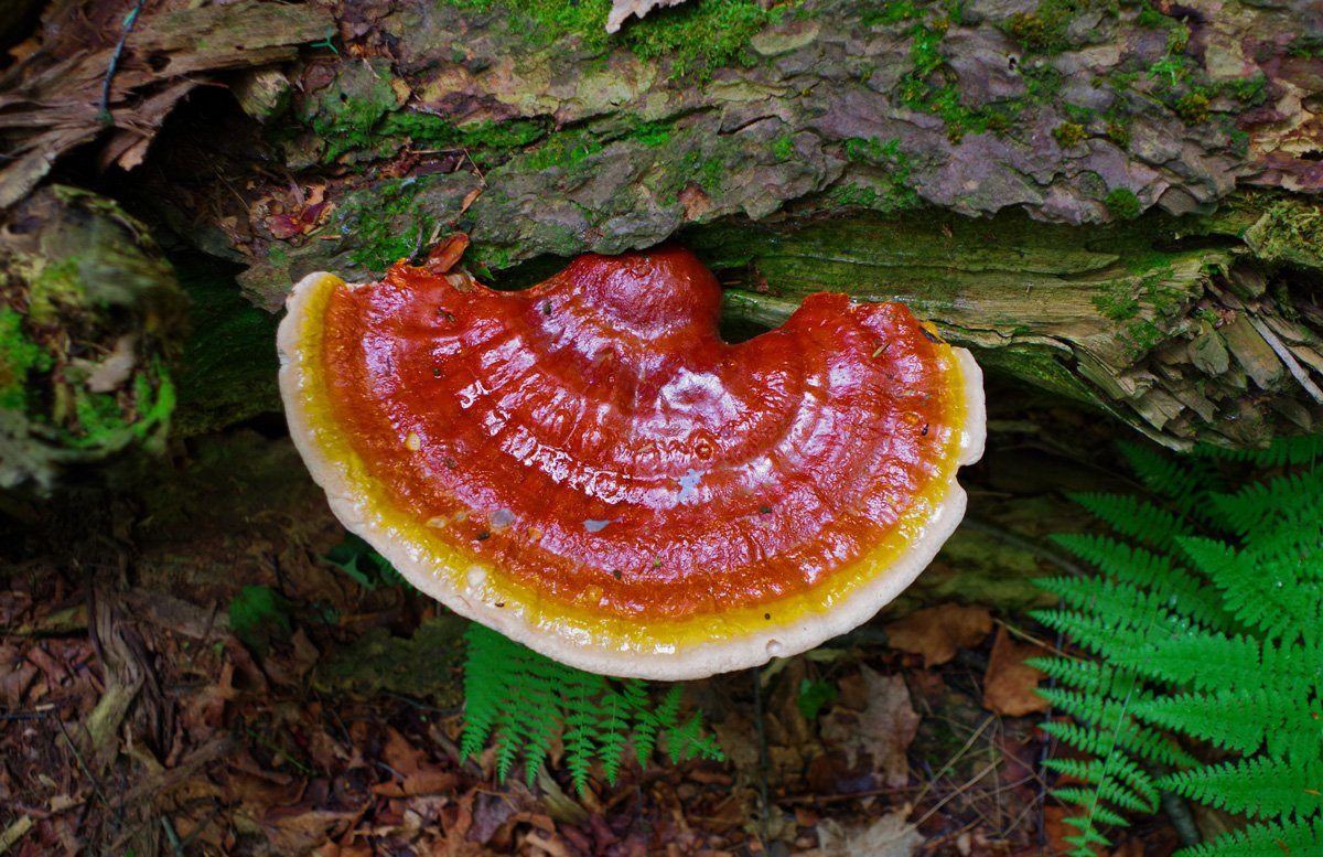 REISHI (Ganoderma Lucidum)