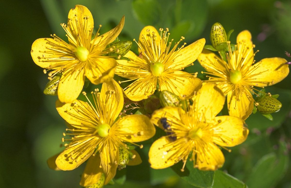 Saint Johns Wort