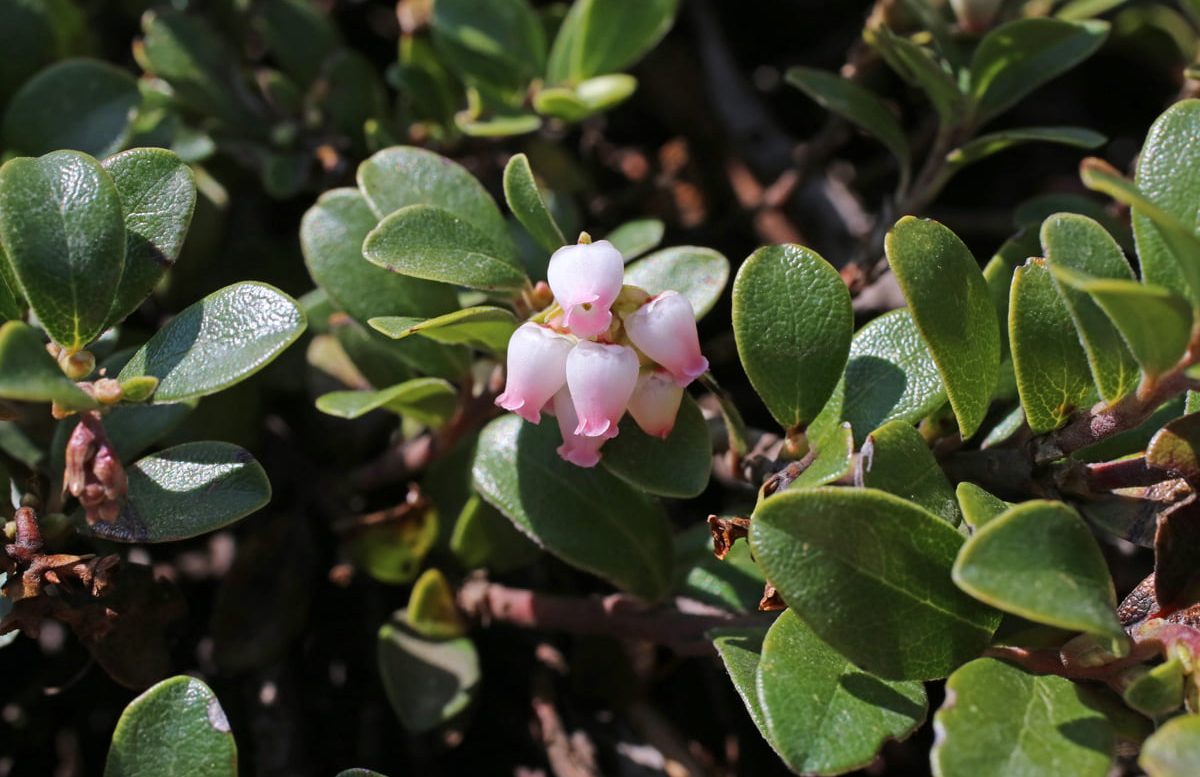 UVA URSI (Arctostaphylos uva-ursi)