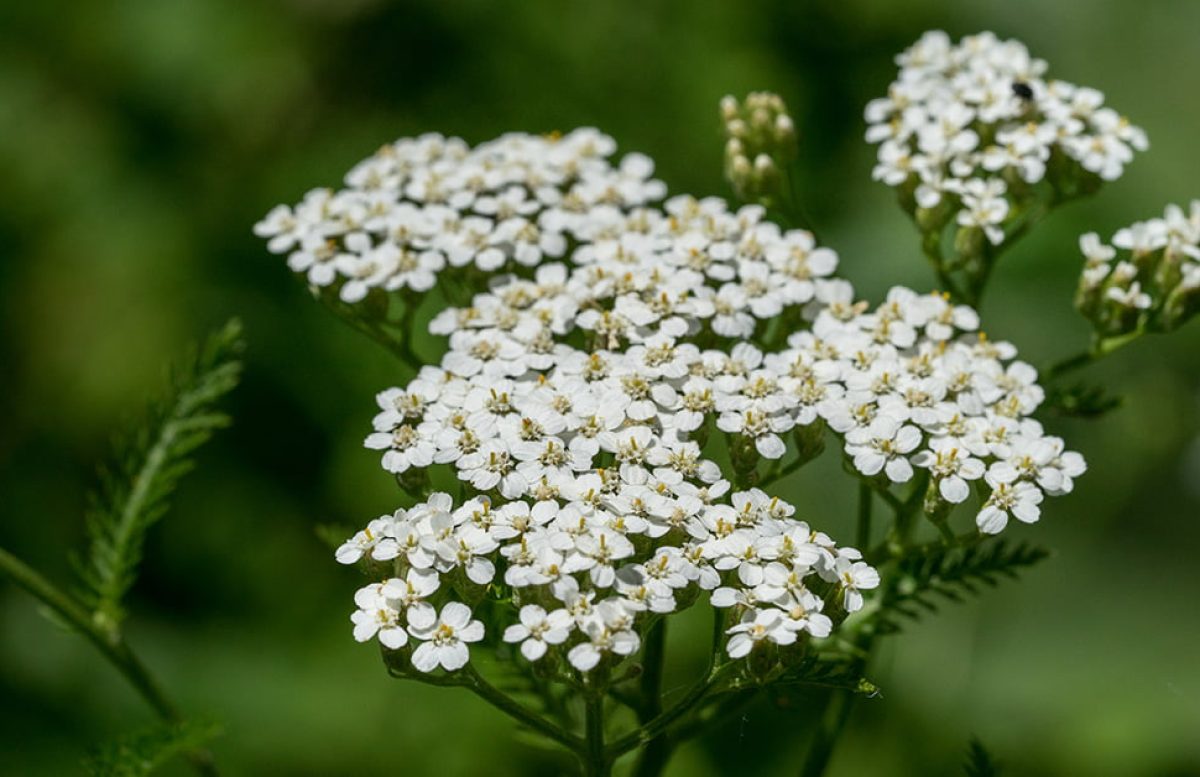 Yarrow (Achillea millefolium)